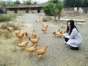 我们养鸡种地建农场...但我们都是好看的姑娘