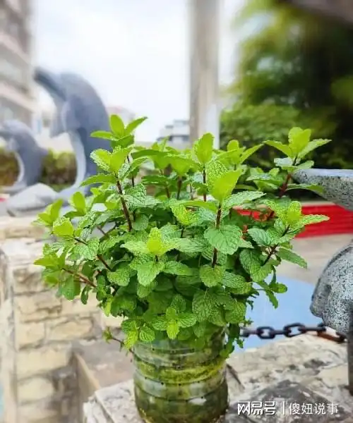 三款神奇驱蚊花,拥有一棵就能告别蚊虫困扰