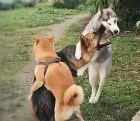 测试一个超长简介的文章