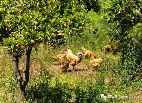 几年前风靡一时的果园养鸡为何现在不火了养殖户鸡破坏力太强
