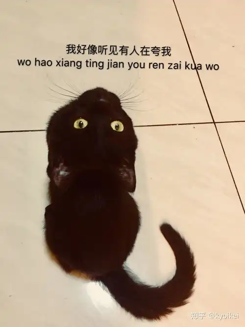 你有哪些关于猫狗的表情包