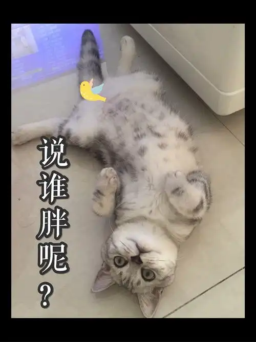热成狗系列好多表情包