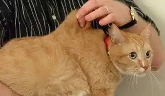 掐后脖子肉可能对猫咪造成伤害,绝招不要随便用