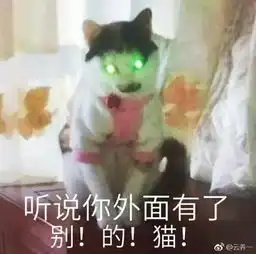 一大波猫咪表情包正在来袭,请接招...