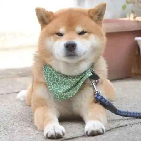 测试一个超长简介的文章
