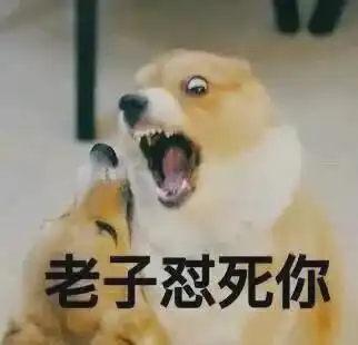 流浪猫狗是原罪吗被遗弃的猫狗,背后藏着多少主人的不负责任