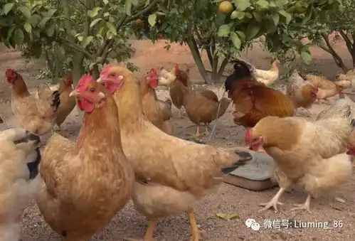 几年前风靡一时的果园养鸡为何现在不火了养殖户鸡破坏力太强