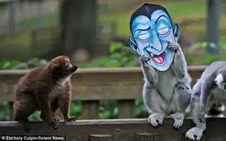 英动物园猴子戴万圣节面具吓同伴组图