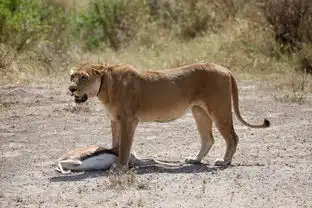 狂野非洲肯尼亚坦桑尼亚九天safari之旅
