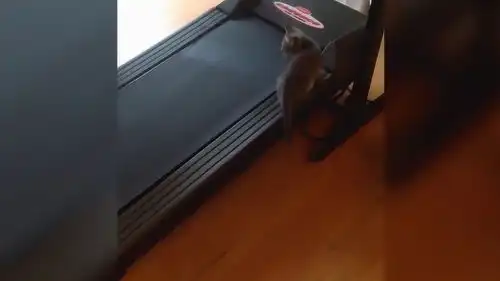 搞笑合集猫咪站上跑步机,结果怎么就不动呢