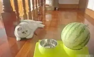 宠主拿个西瓜放猫咪碗里,猫咪看到就懵逼了,结局主人笑翻了