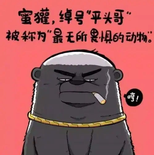 cf正式启用中文名称平头锅,无所畏惧勇往直前