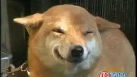 动物在面对镜子中自己的滑稽的反应