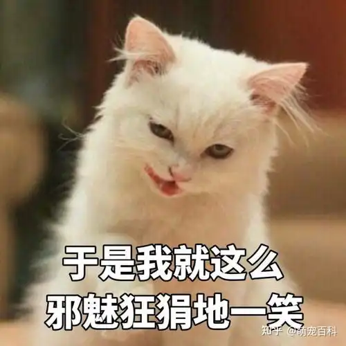 几种常见猫咪的市场价,不要买贵了