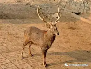 神奇动物在哪里别找了,其实它就潜伏在你身边