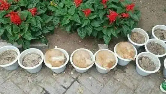 神抓拍动物的搞笑瞬间,哈哈哈哈哈哈哈太好笑了