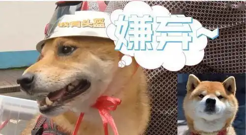 药水哥全体起立表情包狗狗