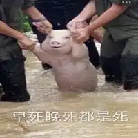 网红小猪爆笑表情包带字大全网红小猪被做成表情包了
