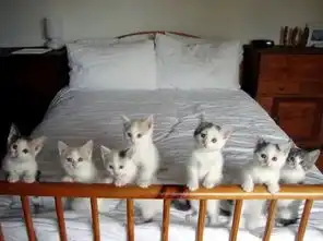对爸妈来说流浪猫比人还重要吗