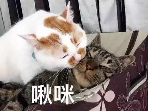 致世界上的另一个我