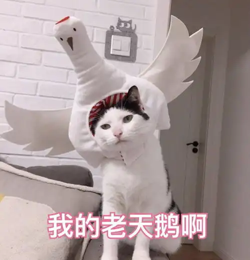 15张超级可爱猫咪表情包,生活很苦,可猫咪很甜呀