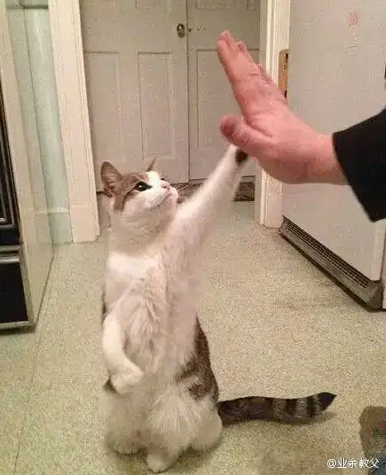 givemefive喵星人catωholic