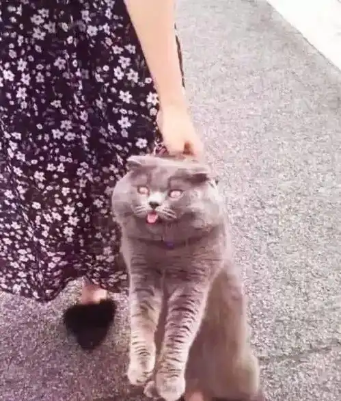 猫咪偷跑出来约会,被主人强行拖回家,脸上的表情让人笑出猪叫声
