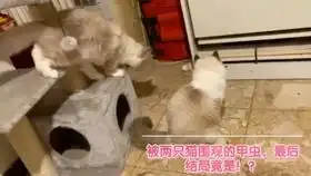 前一秒相亲相爱后一秒大打出手但一傻猫却在被打后反射弧过长截图后全是表情包,看完真开心猫咪萌宠