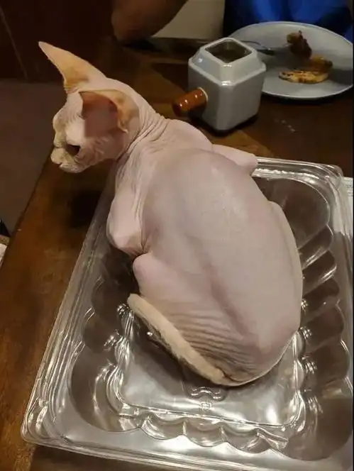 两只柴犬对峙,结果网友却笑喷了这是搞笑表情包斗图还是吵架