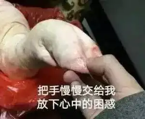 迷你猪表情包