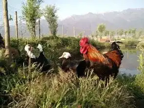 我在大理开了一个农场,喂马,劈柴,关心粮食和蔬菜