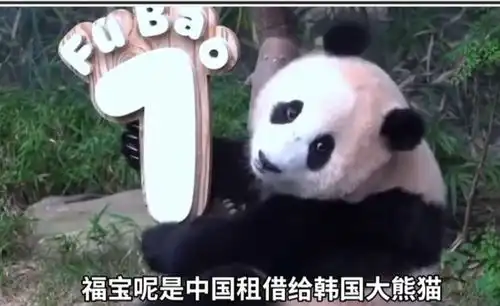 乞丐还是小偷韩国市长请求中国赠送一对大熊猫,评论区全是骂声