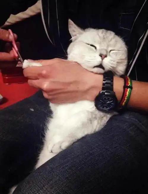 宠主帮猫咪剪指甲,猫咪竟秒变表情包,精湛演技笑哭网友