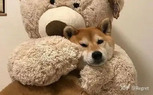 一只可爱的柴犬,睡着了也是一个表情包,你喜欢的样子它都有