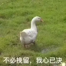 美文展示科技6合助手官方版手机版