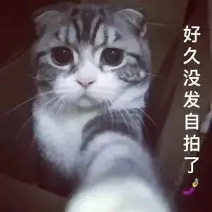 猫猫表情包大赛全成都最可爱的猫都在这儿了