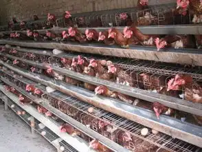 新西兰牛羊肉还敢吃吗
