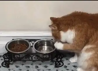 老实说,这几样东西是猫咪的克星,它看见会惊恐不已