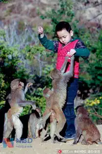 13年前引猴入村搞旅游如今600只猴占山为王