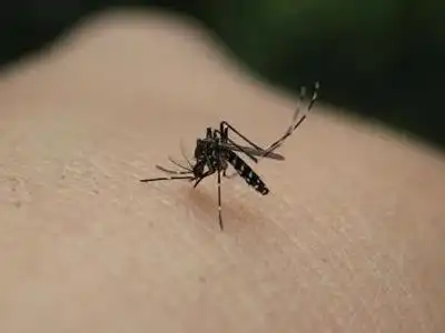 什么样的蚊子传播登革热