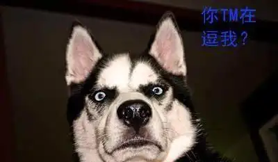 无敌哈士奇萌得有点毒