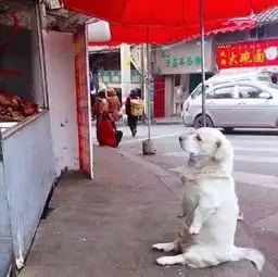 测试一个超长简介的文章