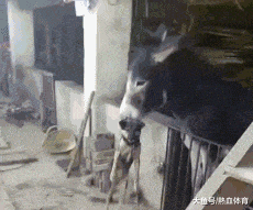 搞笑gif段子这酸爽表情绝了哈哈
