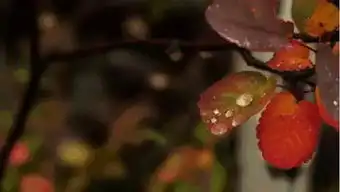 一月2000你想饿死我小孩子的独立能力应该如何培养