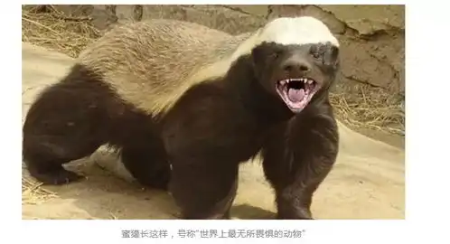 不要怂就是干阿里突然宣布,成立独立芯片公司平头哥