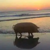 情侣套路表情包微信头像图片大全