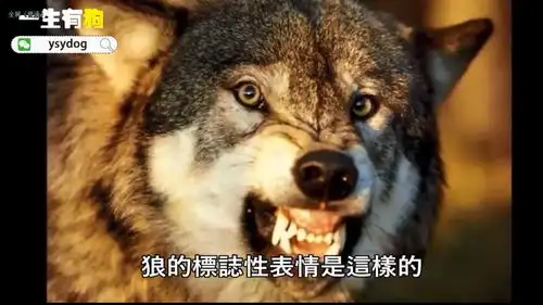 表情动物收藏夹表情
