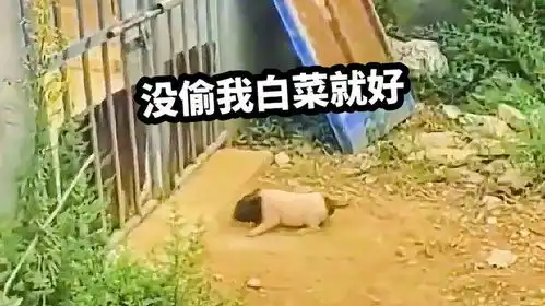 修空调可以,别偷吃我白菜搞笑配音动物的迷惑行为