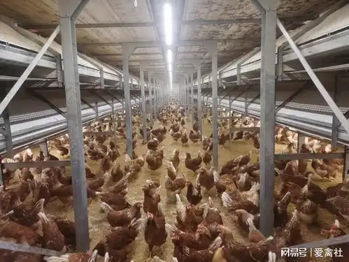 散养蛋鸡非笼养的高光时刻何时到来