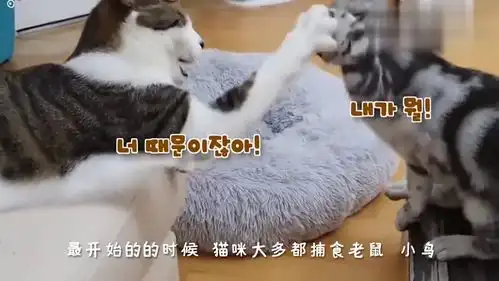 橘子能在猫咪的头上待多久猫主子竟然这样的表情,真是太搞笑了
